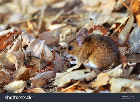 Field Mouse In Natural Habitat Stock Photo 73168681 : Shutterstock