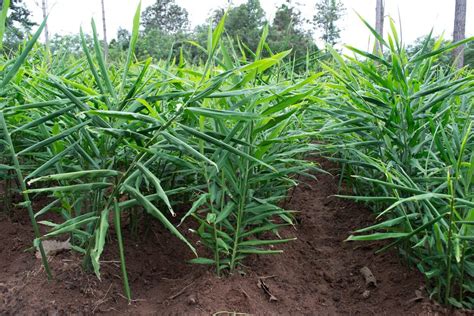 Outdoor Ginger Requirements: Guide To Growing Ginger In The Garden