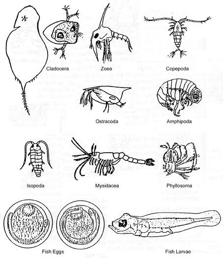 types of zooplankton animals Zooplankton marine oil offshore plankton definition animal birke ...