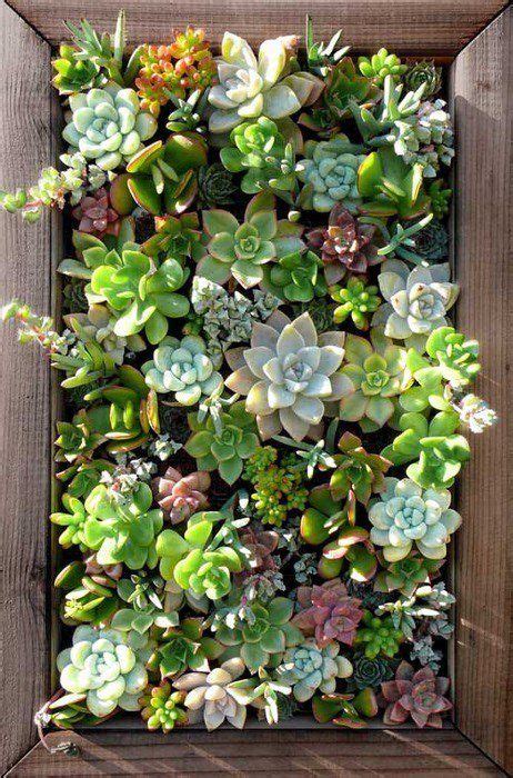 Top 15 Best Outdoor Succulents for Your Garden - Succulent Source