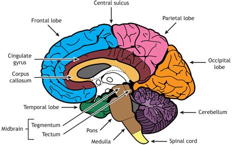 Internal Brain Anatomy – Foundations of Neuroscience