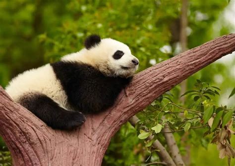 Giant Panda Behavior - AnimalBehaviorCorner