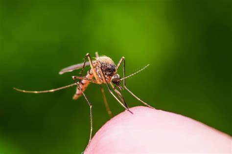 Mosquitoes use specialized wing tones to buzz potential mates | Hub