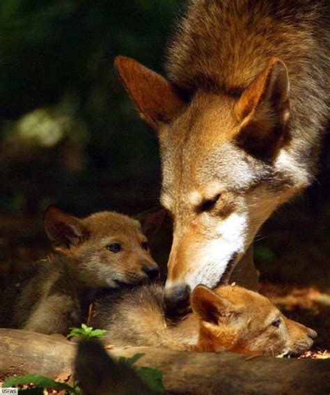 Red Wolf Facts & Pictures, Critically Endangered Mammal, Complete Guide