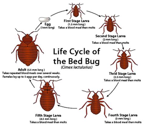 Bed Bug Life Cycle Explained | Empire Pest Control London