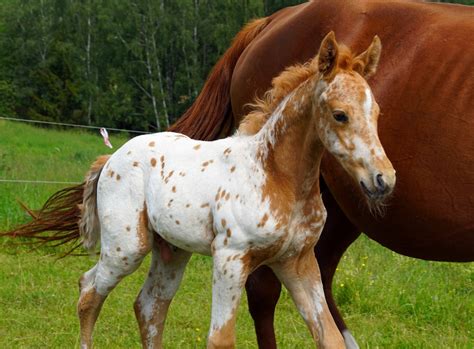 Cute Appaloosa Foal - My Treasure, Chexys Aponivi - Stable Express