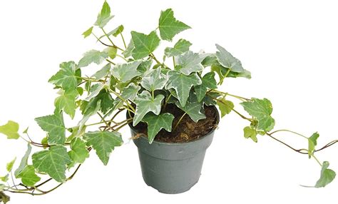 English Ivy Plant | Best Indoor Plants That Help You Sleep | POPSUGAR Home Photo 17