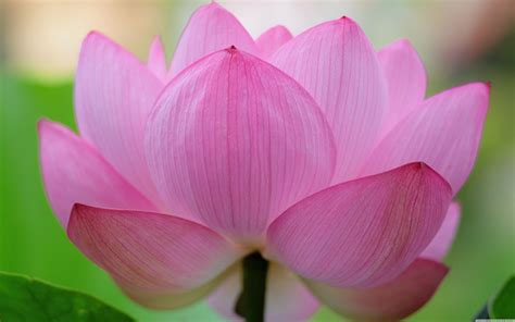 Zen Lotus Wallpapers - Top Free Zen Lotus Backgrounds - WallpaperAccess