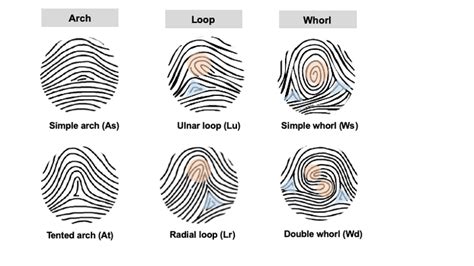 Fingerprint patterns are linked to limb devel | EurekAlert!