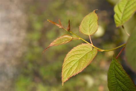 140+ Actinidia Kolomikta Stock Photos, Pictures & Royalty-Free Images - iStock