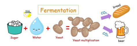 Yeast Fermentation