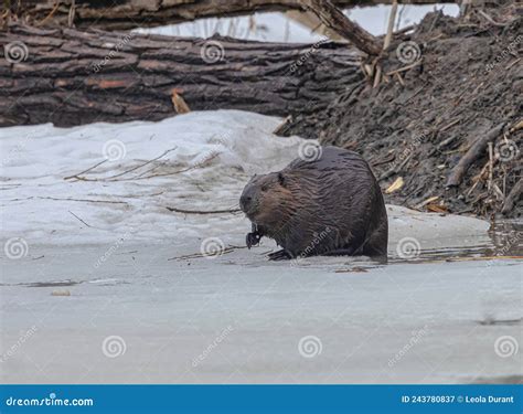 Beaver in Its Natural Habitat Stock Image - Image of northamerica, castor: 243780837