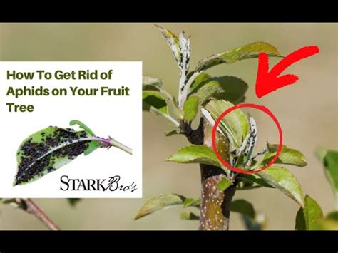 How to Get Rid of Aphids on Apple Trees: Easy Video Guide - YouTube