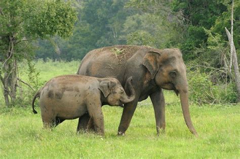 Sri Lankan Elephant Pictures - AZ Animals