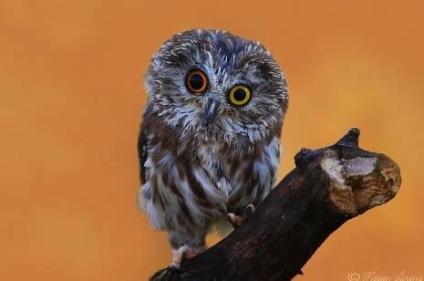 Owls with Funny Expressions on their Faces | Dangerous Minds