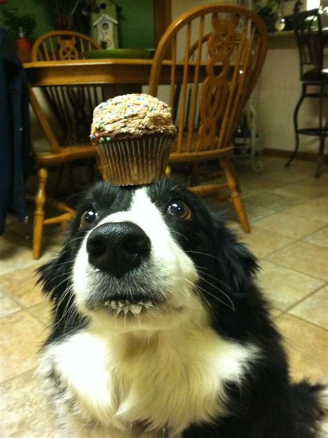 Zelda the border collie balancing things on her head (13 pics ...