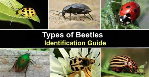 39 Types of Beetles With Pictures and Identification Guide