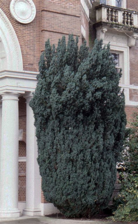 Taxus baccata 'Fastigiata' | Landscape Plants | Oregon State University