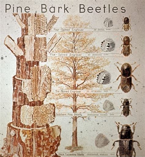 Pine Bark Beetles | Georgia Forestry Commission