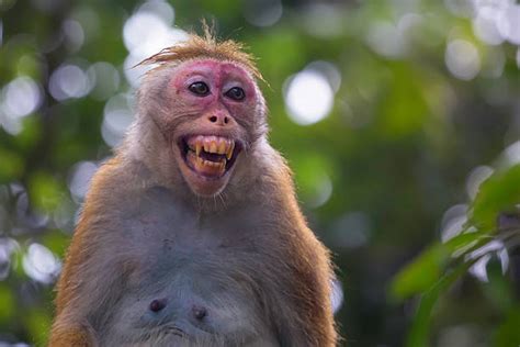 Royalty Free Monkey Teeth Pictures, Images and Stock Photos - iStock