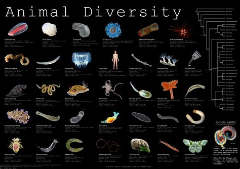 animal diversity Archives - Dr. Ross Piper