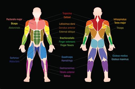 Diagram Of Major Muscles In Human Body Muscle Chart With Most | Images ...