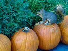 Fox Squirrel Eating Pumpkin Free Stock Photo - Public Domain Pictures