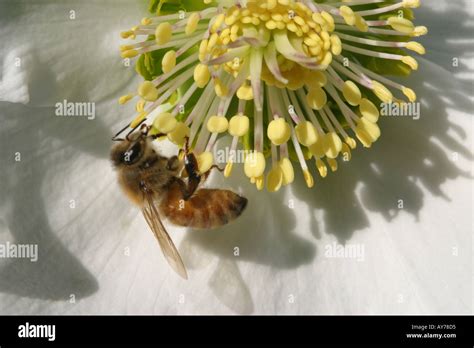 Bee Pollinating Flower Stock Photo - Alamy