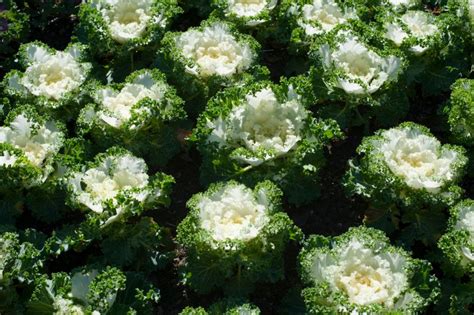 Crop of flowering cabbages - Free Stock Image