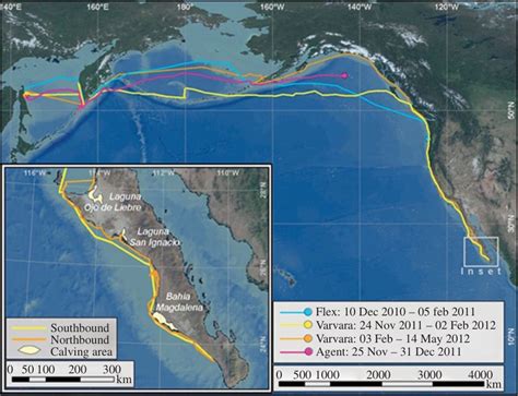 Gray Whale Breaks Mammal Migration Record | Live Science