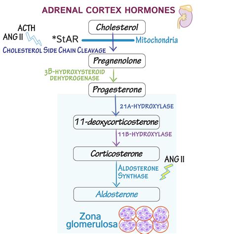 Hormones released by adrenal gland - eroatlanta