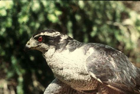 Free picture: northern goshawk, adult, male, bird, accipiter gentilis