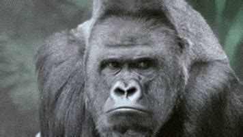 Silverback Gorilla GIFs - Find & Share on GIPHY