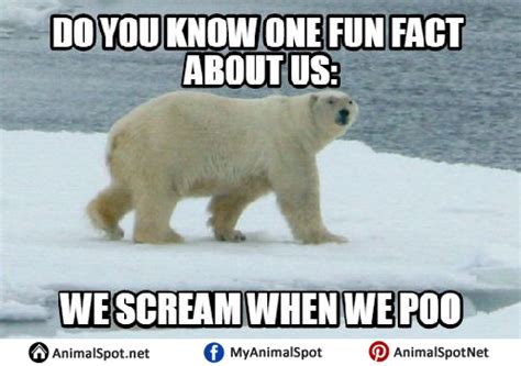 Polar Bear Memes