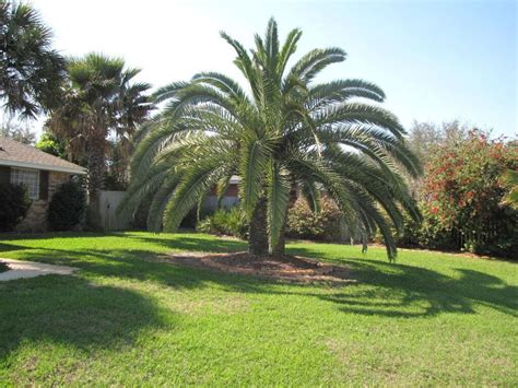 10 Canary Island Date Palm Seeds