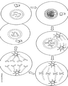 Mitosis Coloring Sheet Colored