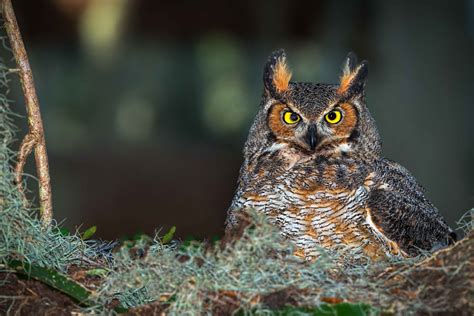 Great Horned Owl In Tree