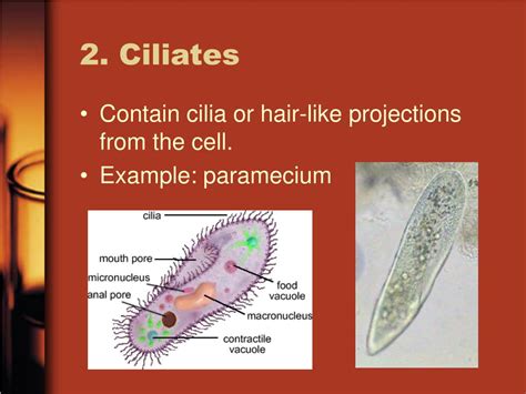 PPT - Kingdom Protista PowerPoint Presentation, free download - ID:3110045