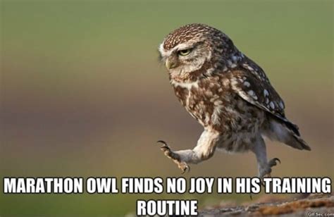 Picture - Funny Owl MEMES - Viral Viral Videos