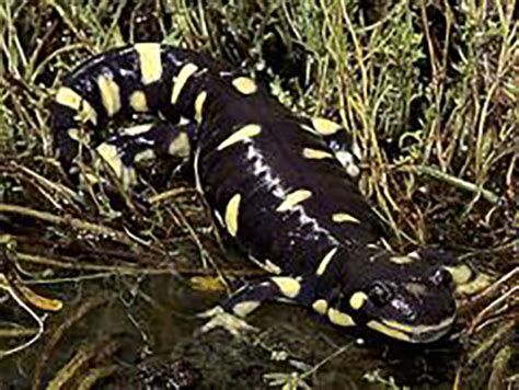 Tiger Salamander Habitat