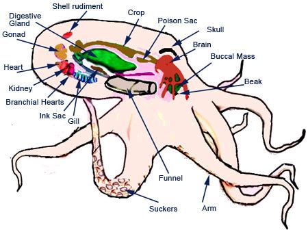 Molluscs of Australia