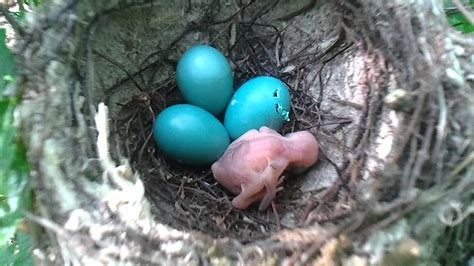 Wood Thrush Eggs