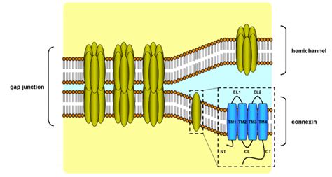 Structure of gap junctions. Gap junctions located at the cell plasma... | Download Scientific ...