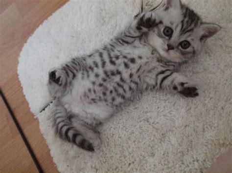 40 Pictures of Cute Silver Tabby Kittens - Tail and Fur