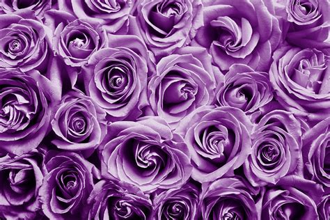 Purple roses Photograph by Top Wallpapers