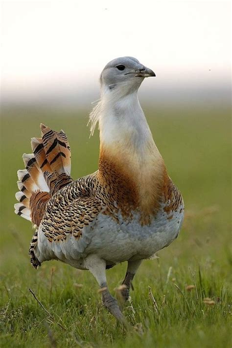 Great Bustard | Animal Database | Fandom