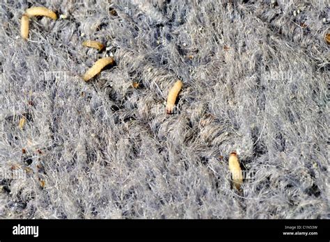 Clothing moth larvae in wool carpet Stock Photo: 35500413 - Alamy