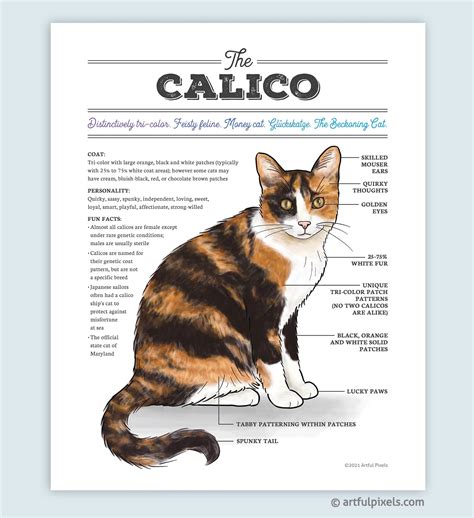 calico cat breed characteristics - All Due Respect Bloggers Pictures Gallery