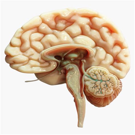 Human Brain Cross Section Anatomy - 3D Model by zames1992d