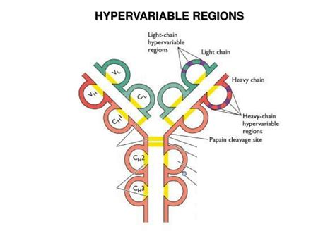 PPT - Immunoglobulins: Structure and Function PowerPoint Presentation, free download - ID:1946522